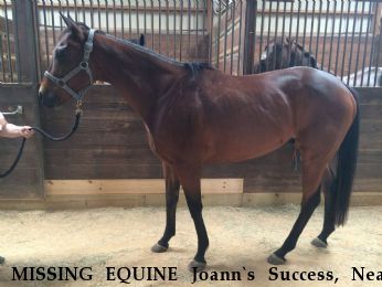 MISSING EQUINE Joann`s Success, Near Flower Mound, TX, 75022